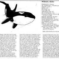 whale killer.jpg